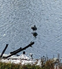 Charadriiformes