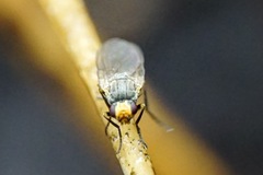 Phytomyza gymnostoma
