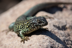 Liolaemus nigroviridis
