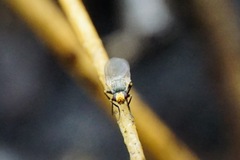 Phytomyza gymnostoma