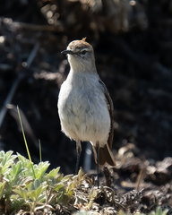 Muscisaxicola rufivertex