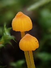 Mycena oregonensis