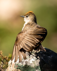 Muscisaxicola rufivertex