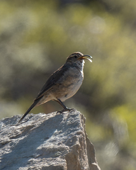 Upucerthia dumetaria