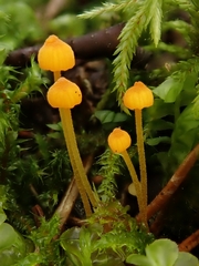 Mycena oregonensis