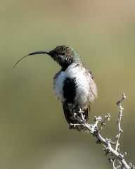 Oreotrochilus leucopleurus