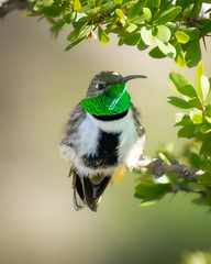Oreotrochilus leucopleurus