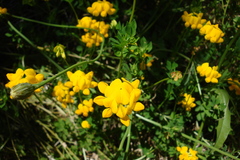 Lotus uliginosus