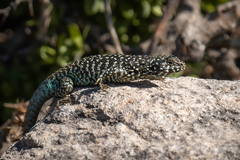 Liolaemus nigroviridis