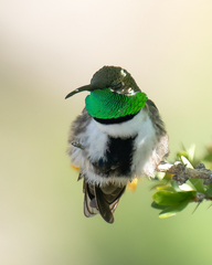 Oreotrochilus leucopleurus