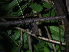 Cynopterus sphinx