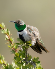 Oreotrochilus leucopleurus