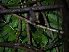 Cynopterus sphinx