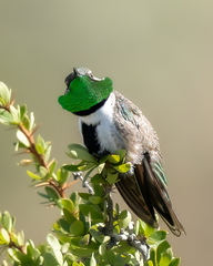 Oreotrochilus leucopleurus