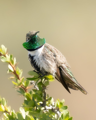 Oreotrochilus leucopleurus