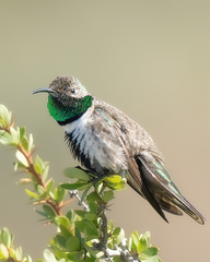 Oreotrochilus leucopleurus