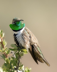 Oreotrochilus leucopleurus