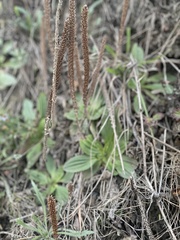 Plantago subnuda