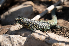 Liolaemus nigroviridis