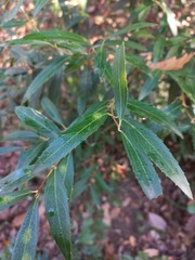 Phillyrea latifolia