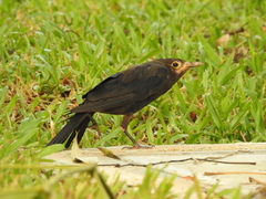 Turdus mandarinus