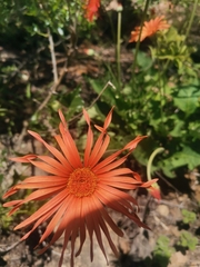 Gerbera jamesonii