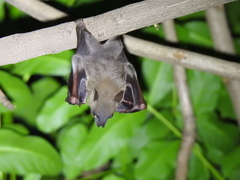 Cynopterus sphinx