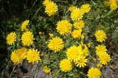 Crepis setosa