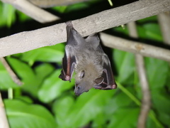 Cynopterus sphinx