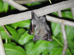 Cynopterus sphinx