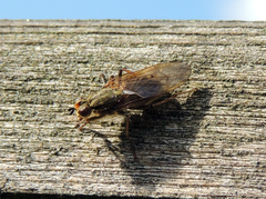 Scathophaga stercoraria