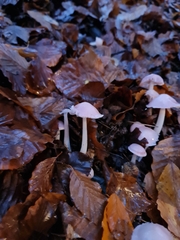 Mycena rosea