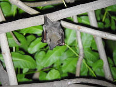 Cynopterus sphinx