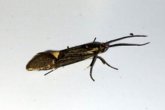 Esperia sulphurella