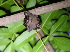 Cynopterus sphinx