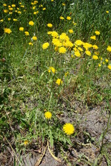 Crepis setosa