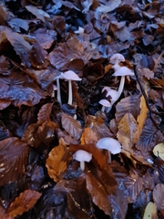 Mycena rosea