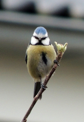 Cyanistes caeruleus