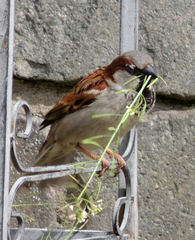 Passer domesticus