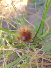 Phyllalia patens