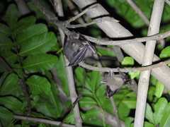 Cynopterus sphinx