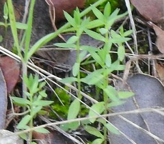 Lysimachia linum-stellatum