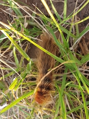 Phyllalia patens