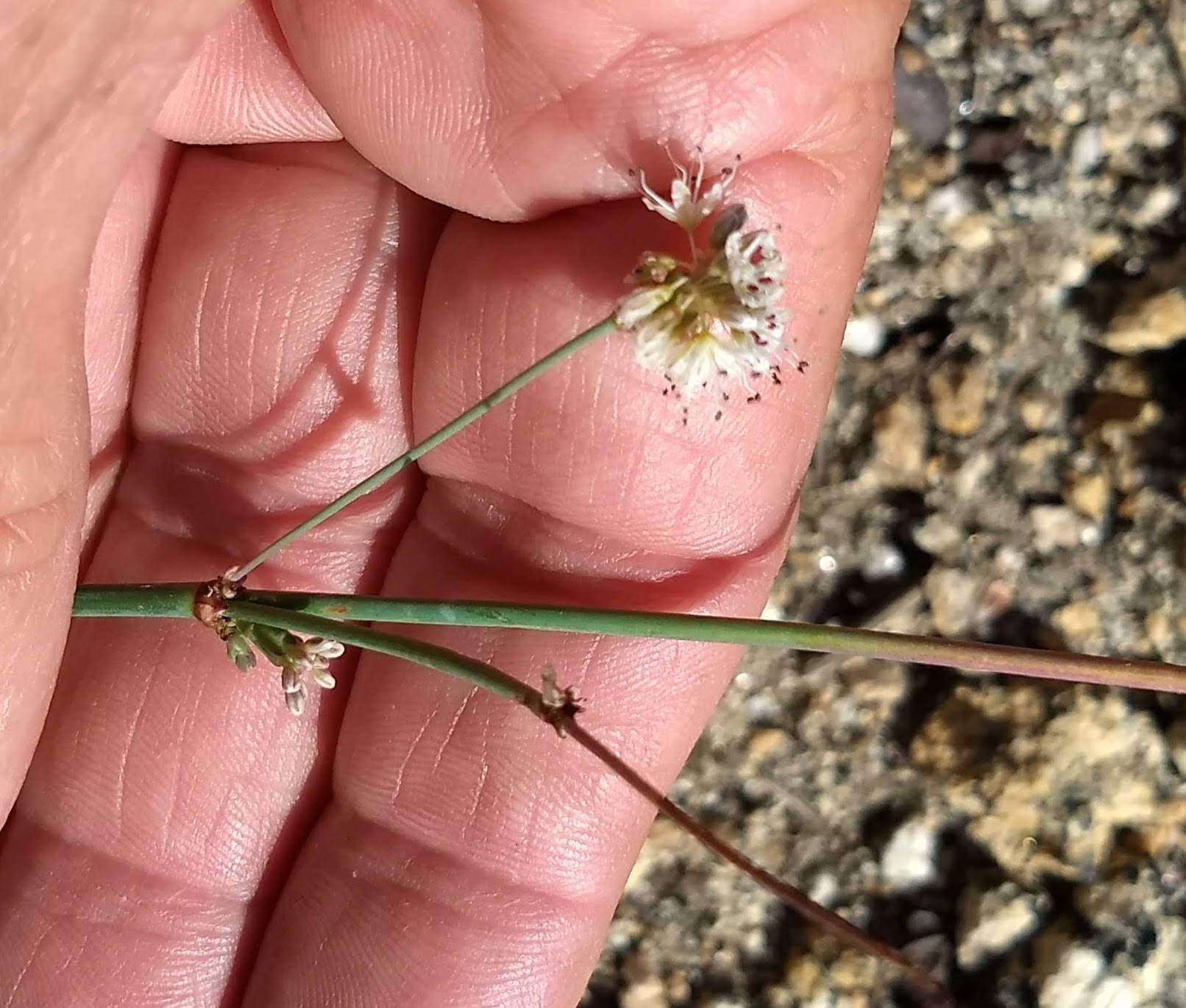 Eriogonum nudum var. pauciflorum