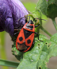 Pyrrhocoris apterus