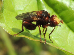 Sicus ferrugineus