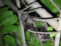 Cynopterus sphinx