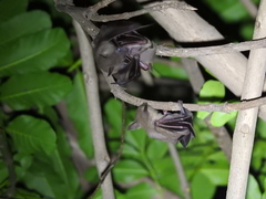 Cynopterus sphinx