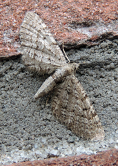Eupithecia pusillata