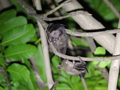 Cynopterus sphinx